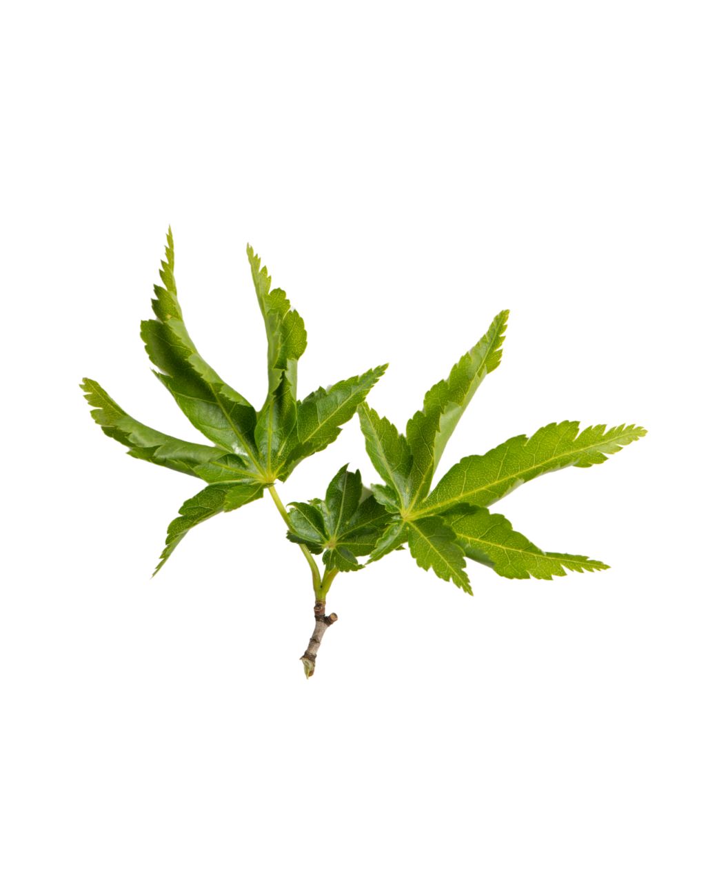 Green curled leaf of Lion's Head Japanese Maple tree