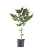 Lion's Head Japanese Maple tree in container fresh from the grower
