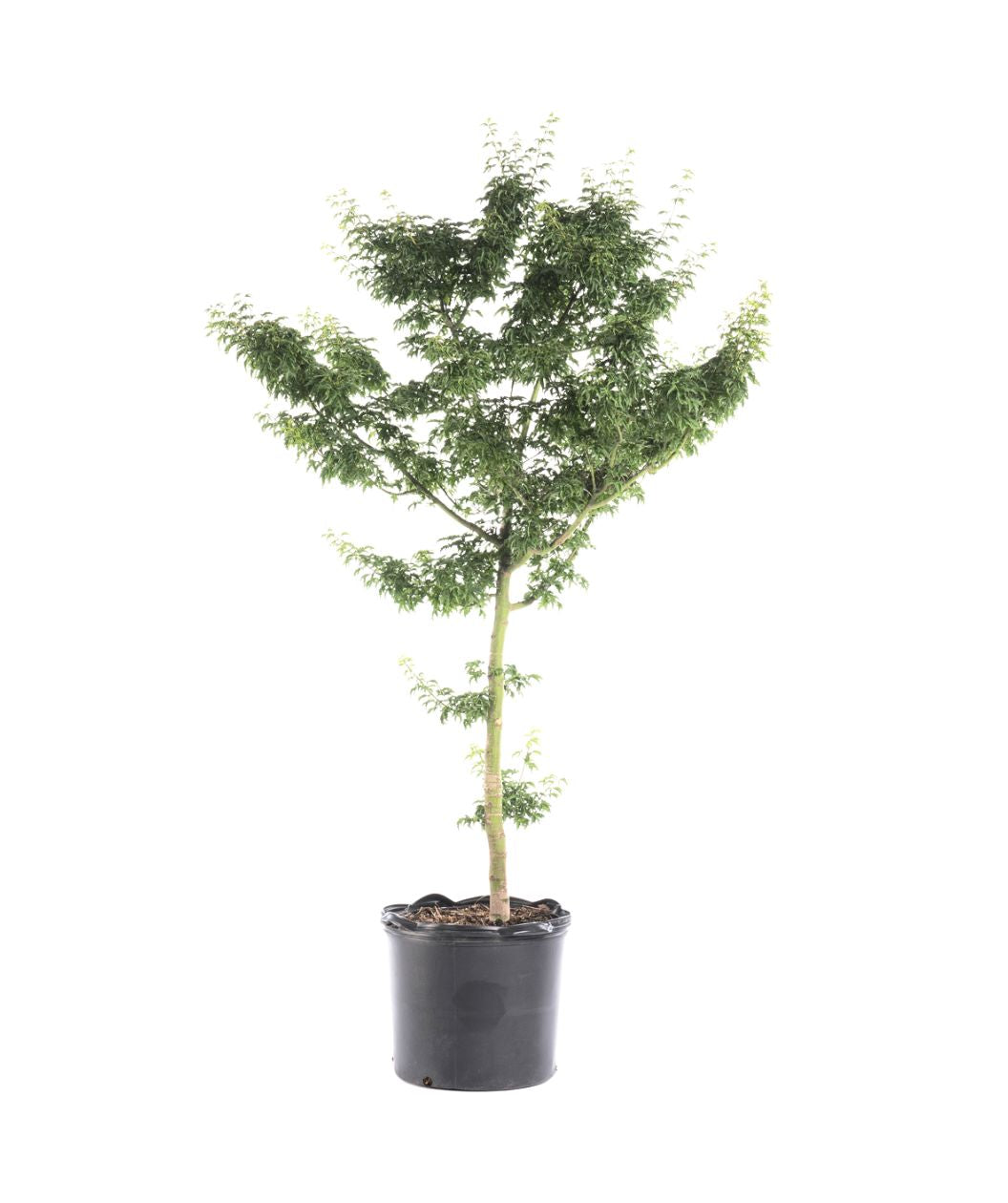 Lion's Head Japanese Maple tree in container fresh from the grower