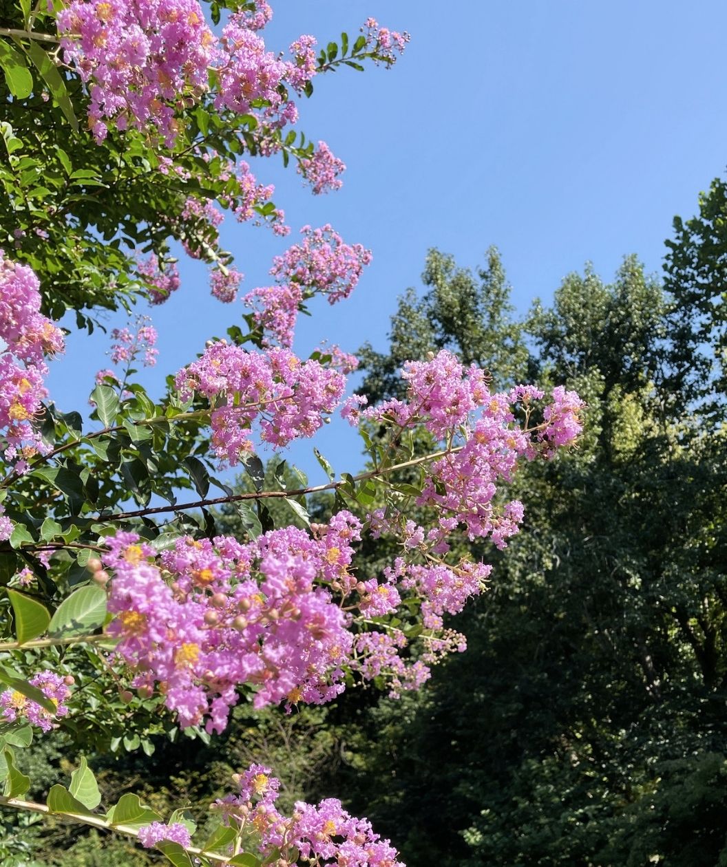 Lipan Crape Myrtle