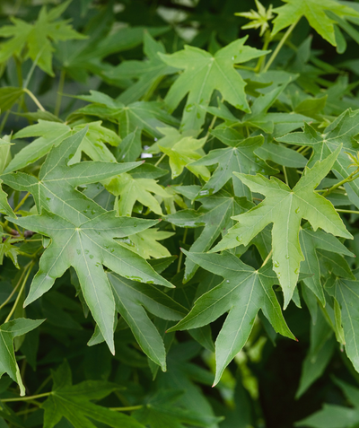 A closeup of the star-shaped, deep green foliage of the Worplesdon Sweetgum.