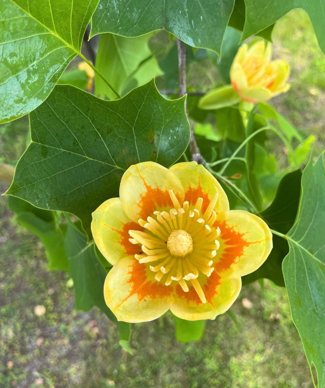 Close up of the yellow tulip-like bloom on the Bower & Branch Little Volunteer Tulip tree