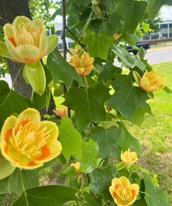 Lots of yellow tulip-like blooms on the Bower & Branch Little Volunteer Tulip tree