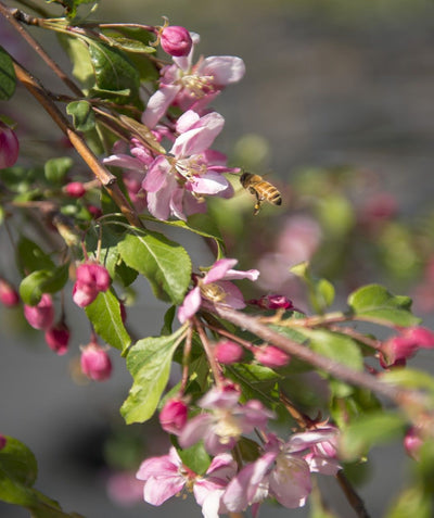 A closeup of the deep pink buds opening to a light pink bloom of the Louisa Flowering Crabapple, surrounded by the dark green leaves with a honeybee visiting a bloom