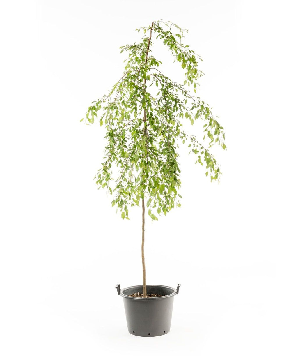 A Louisa Flowering Crabapple showing off its weeping, bright green foliage on a white background