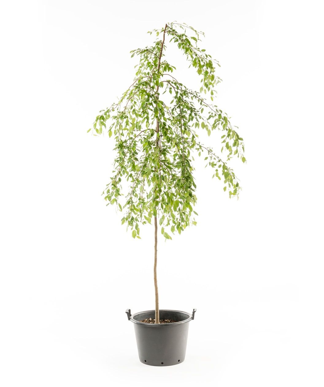 A Louisa Flowering Crabapple showing off its weeping, bright green foliage on a white background