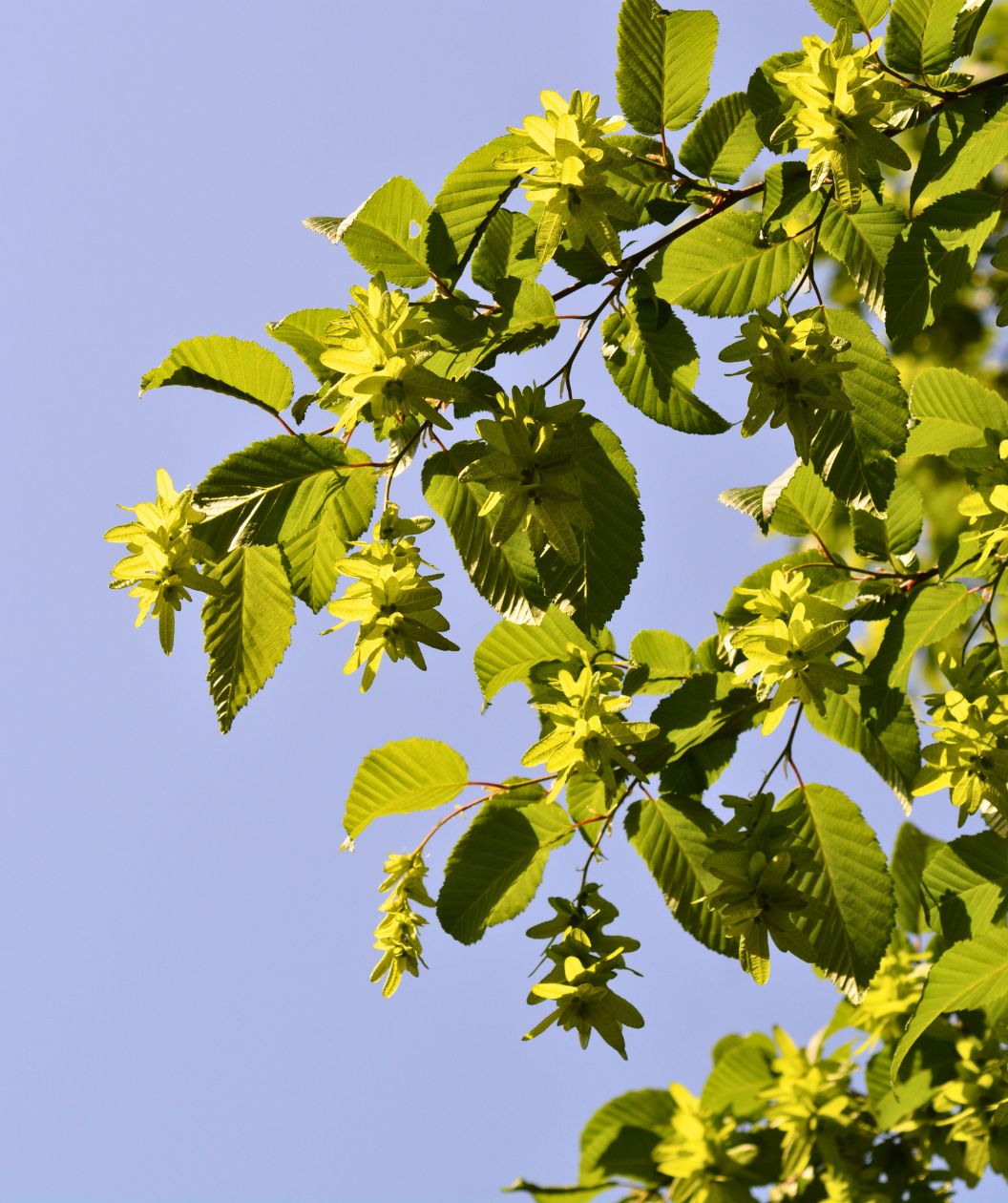 Leaves and branches of the Lucas European Columnar Hornbeam tree