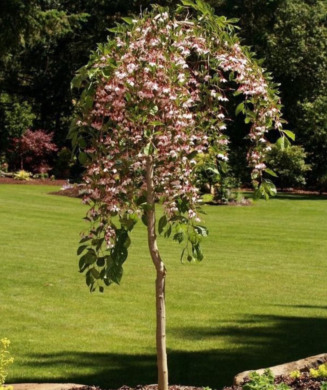 The Marley's Pink Weeping Japanese Snowbell tree planted in a landscape, showcasing the cascading branches with the light pink blossoms as they weep down against the deep green foliage of the tree.
