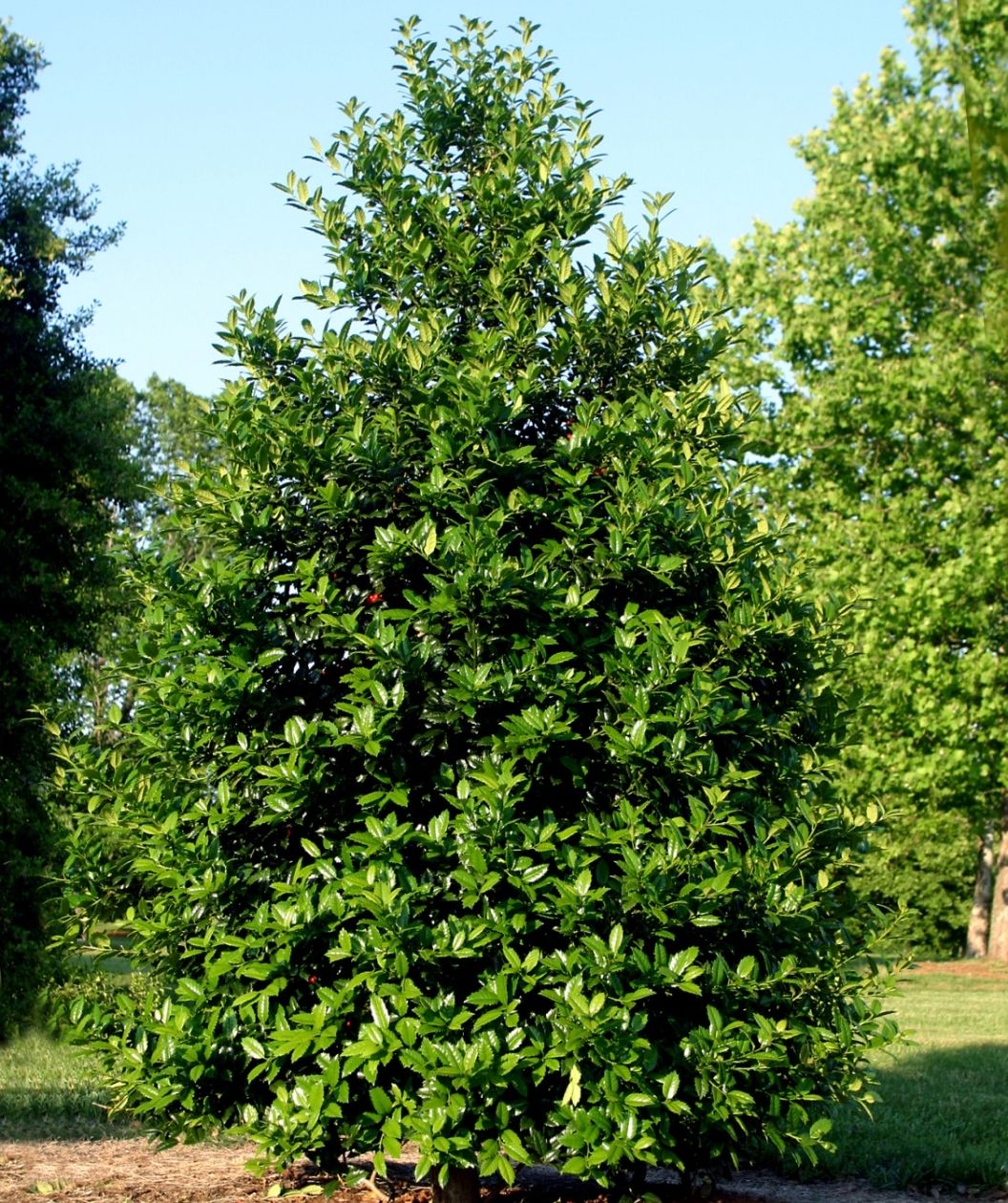 Mary Nell holly tree with a dense, pyramidal shape and glossy dark green evergreen leaves, growing in a sunny lawn with trees in the background.