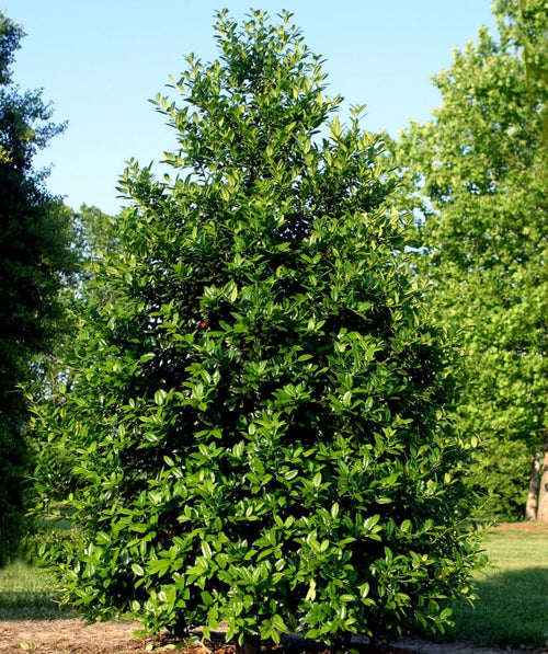 Mary Nell holly tree with a dense, pyramidal shape and glossy dark green evergreen leaves, growing in a sunny lawn with trees in the background.