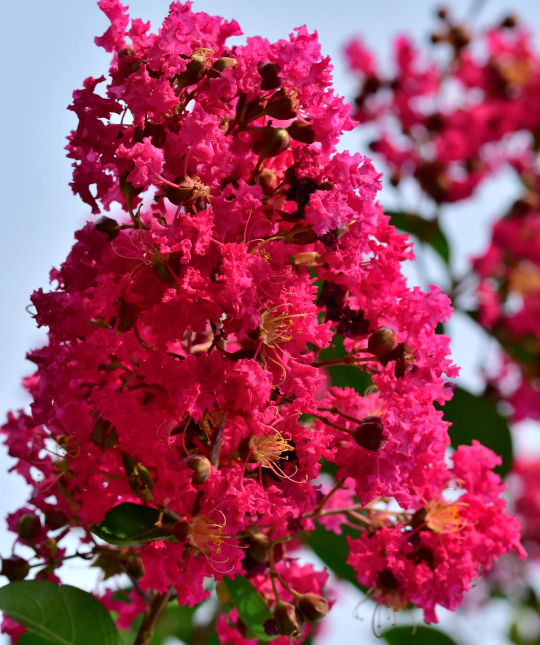 Miami Crape Myrtle tree bursting with tropical pink blooms.