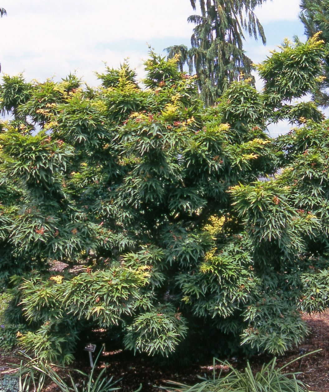Mikawa yatsubusa Japanese Maple