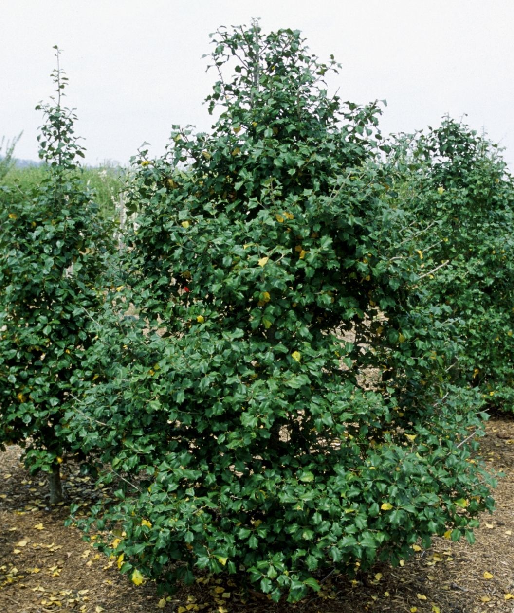Miss Helen American holly tree with dense, upright branching and glossy dark green leaves, growing in a field with other holly trees in the background.