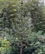 Monkey puzzle tree with a tall, narrow form and stiff, spiky evergreen branches, set against a backdrop of dense bamboo and mixed garden shrubs.