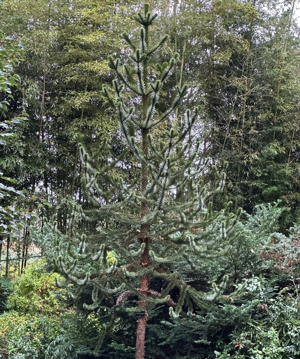 Monkey puzzle tree with a tall, narrow form and stiff, spiky evergreen branches, set against a backdrop of dense bamboo and mixed garden shrubs.