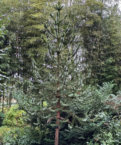 Monkey puzzle tree with a tall, narrow form and stiff, spiky evergreen branches, set against a backdrop of dense bamboo and mixed garden shrubs.