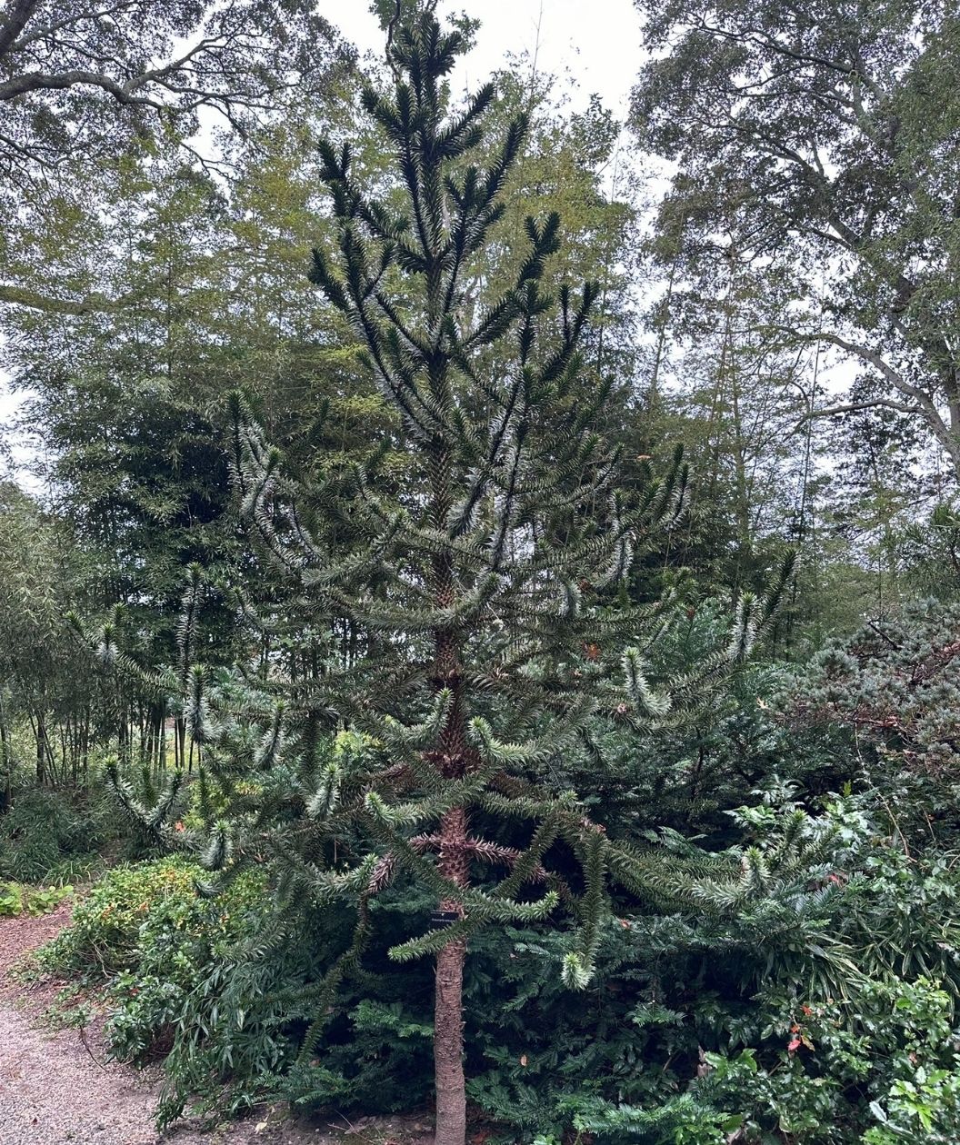 Monkey puzzle tree with a tall, spiky silhouette and stiff, scale-like evergreen branches, growing in a lush garden with mature trees in the background.