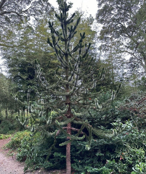 Monkey puzzle tree with a tall, spiky silhouette and stiff, scale-like evergreen branches, growing in a lush garden with mature trees in the background.