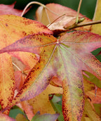 Moraine Sweetgum leaves with orange, gold, and burgundy fall color in close view