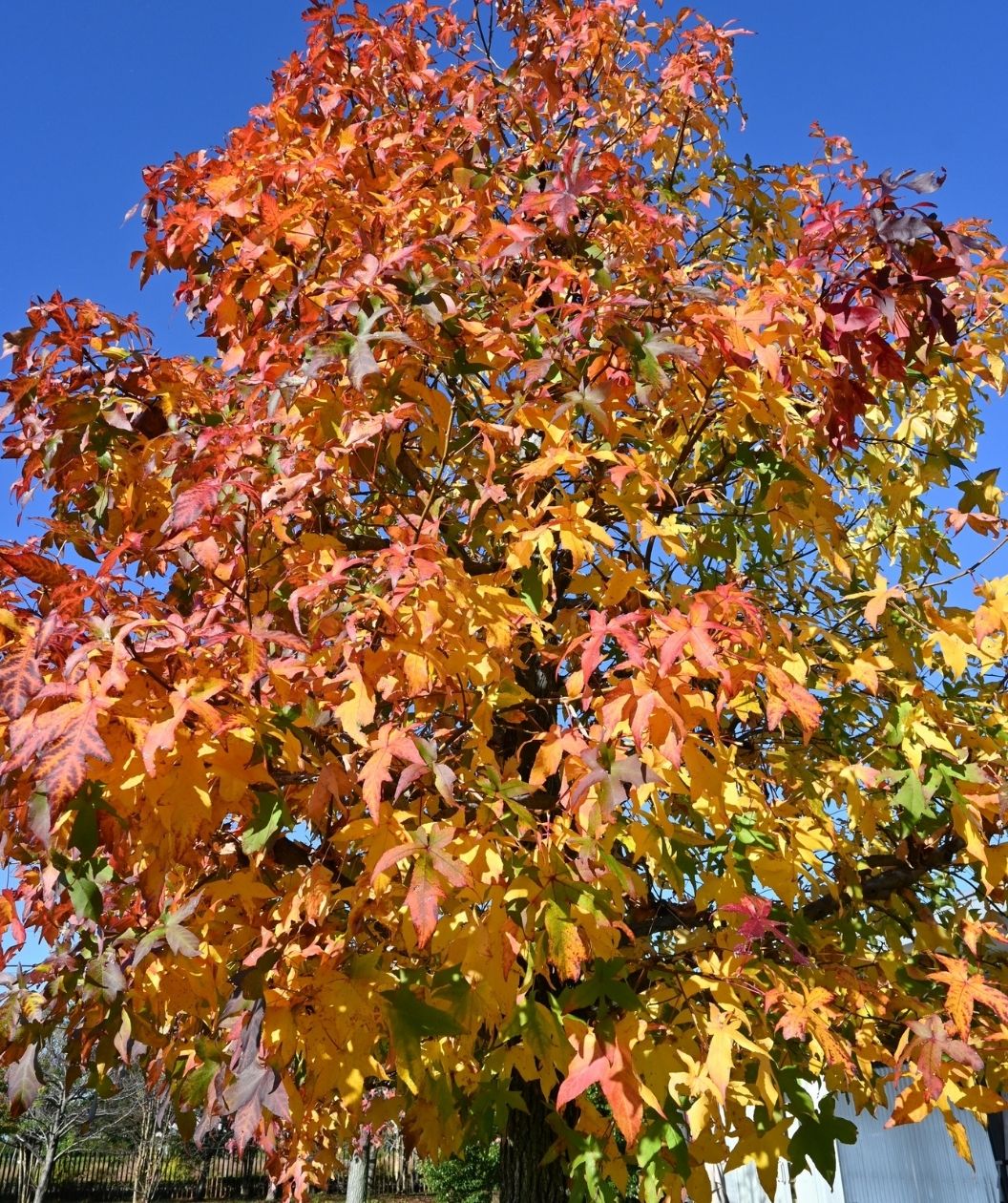 Moraine Sweetgum