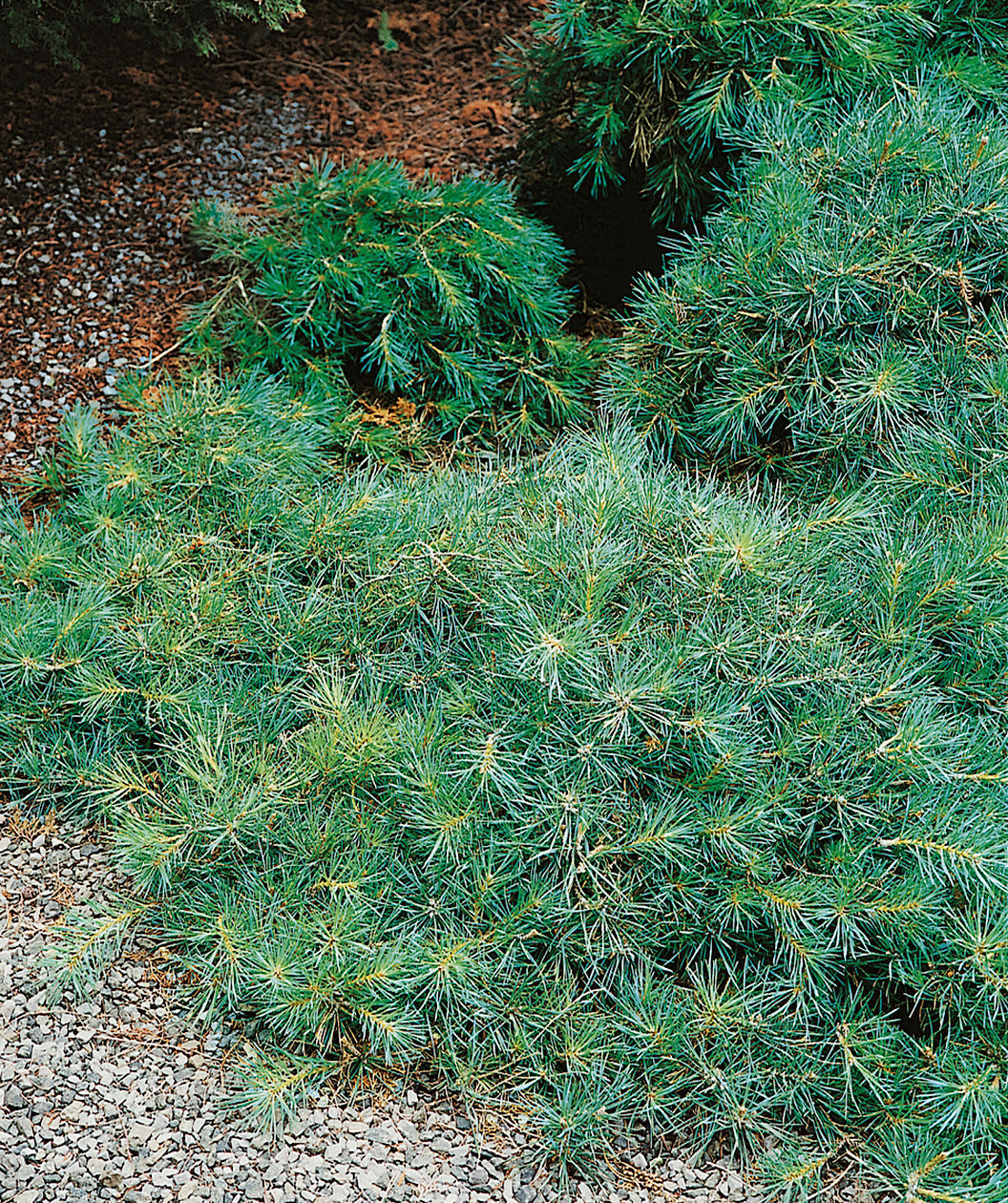 Hillside Creeper Scotch Pine