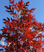 The brilliantly bright red fall color of the Northern Red Oak against a bright blue sky