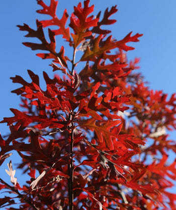 The brilliantly bright red fall color of the Northern Red Oak against a bright blue sky