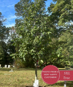 Young Northern red oak tree with a tall, leafy canopy in a grassy landscape on a sunny day, with mature trees in the background and a “Photo from a very happy customer! 5XL Tree” badge in the corner.
