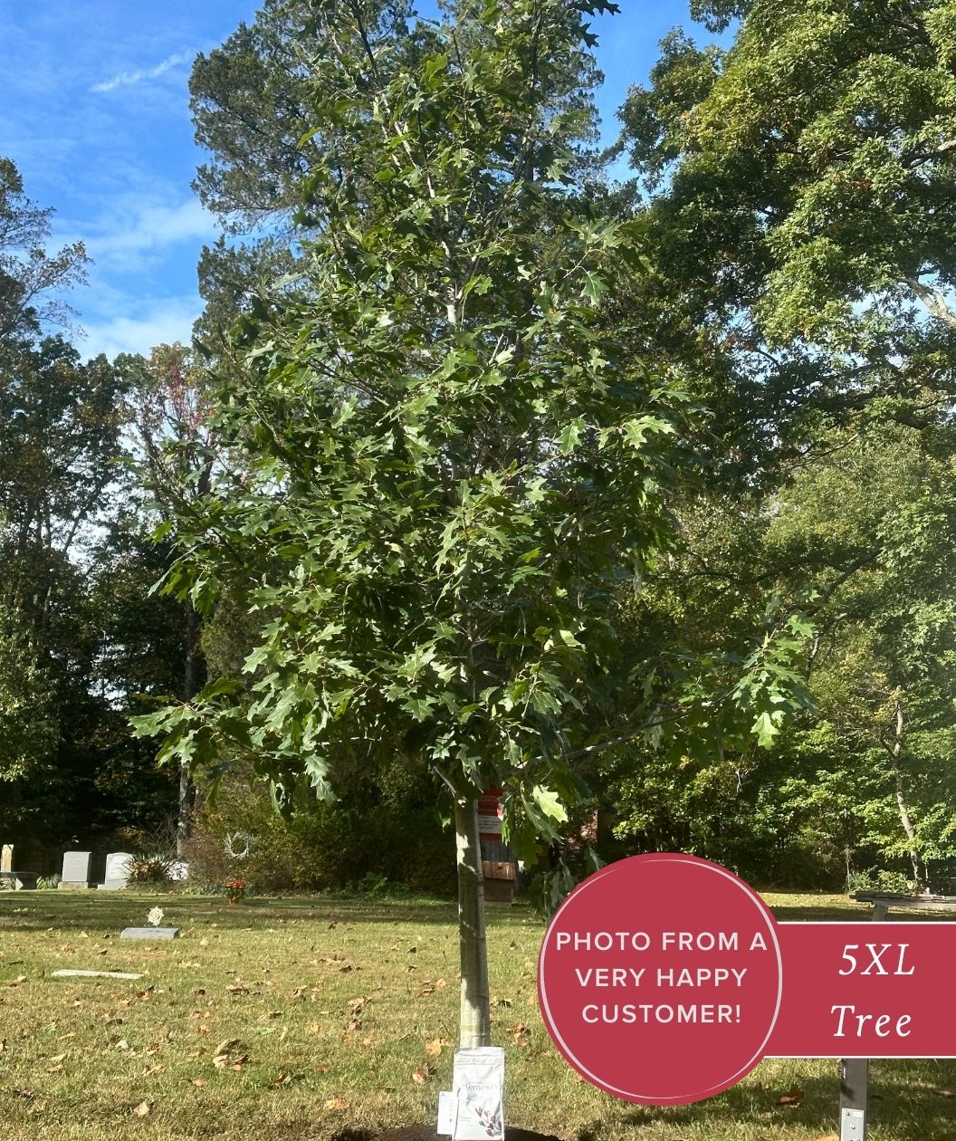 Young Northern red oak tree with a tall, leafy canopy in a grassy landscape on a sunny day, with mature trees in the background and a “Photo from a very happy customer! 5XL Tree” badge in the corner.