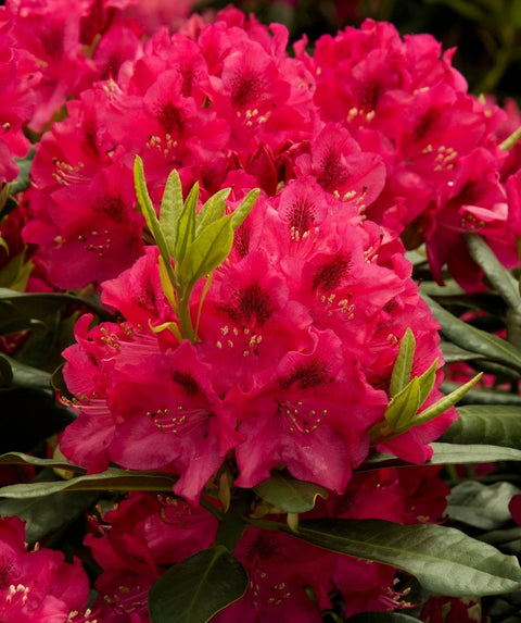 Nova Zembla Rhododendron | Bower & Branch