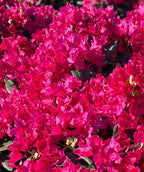 Close-up of Nova Zembla rhododendron covered in vivid hot pink-red flower clusters, with dark green evergreen leaves peeking through.