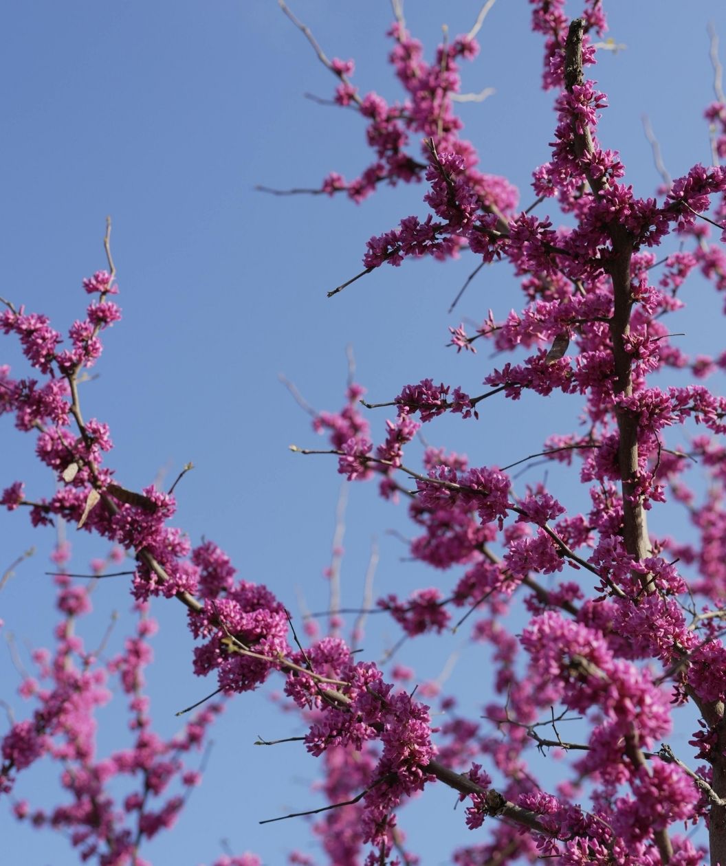 Oklahoma Sparkler Redbud branches covered in bright magenta spring blooms against a clear blue sky