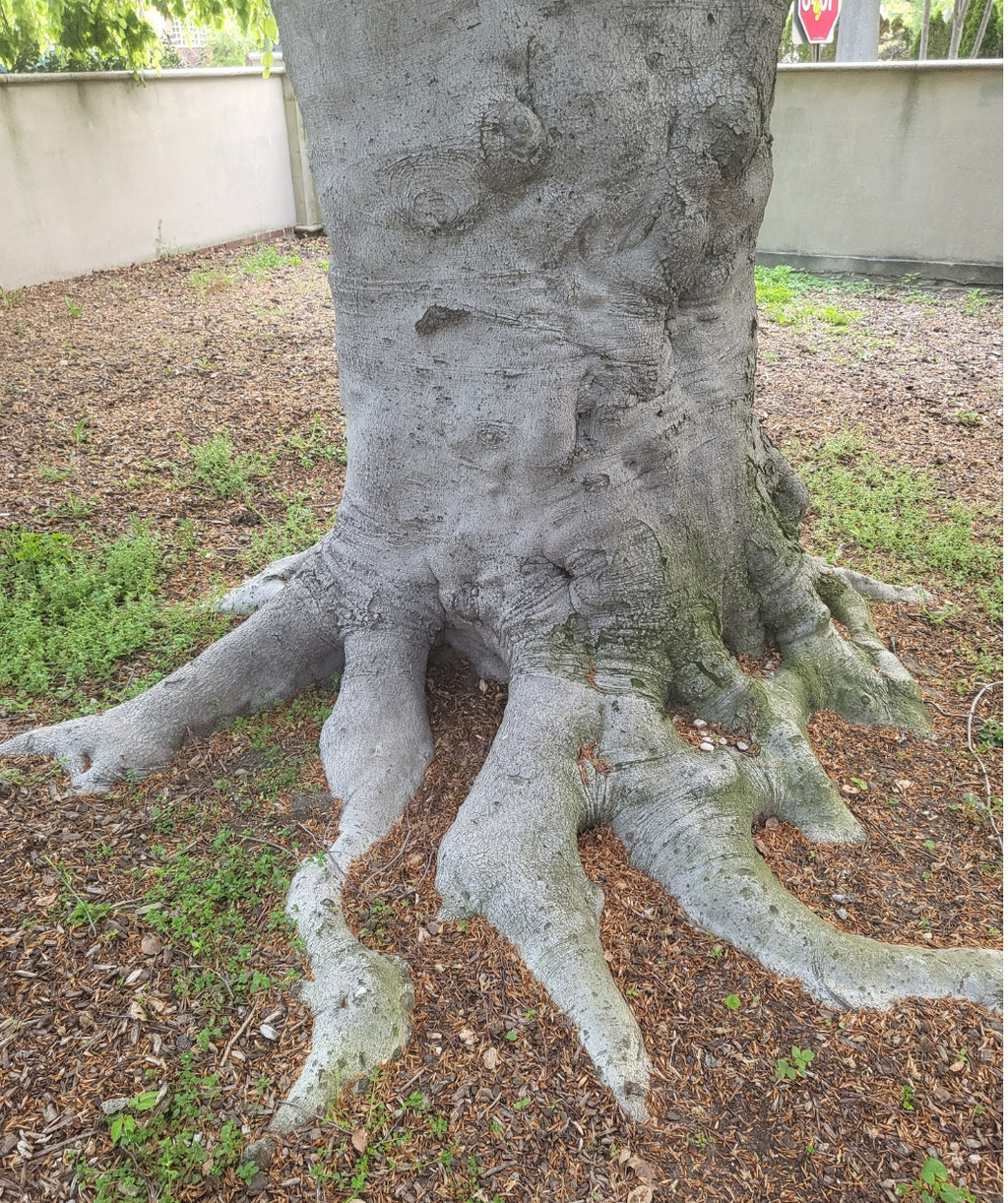 Smooth trunk of an old Weeping European Beech tree