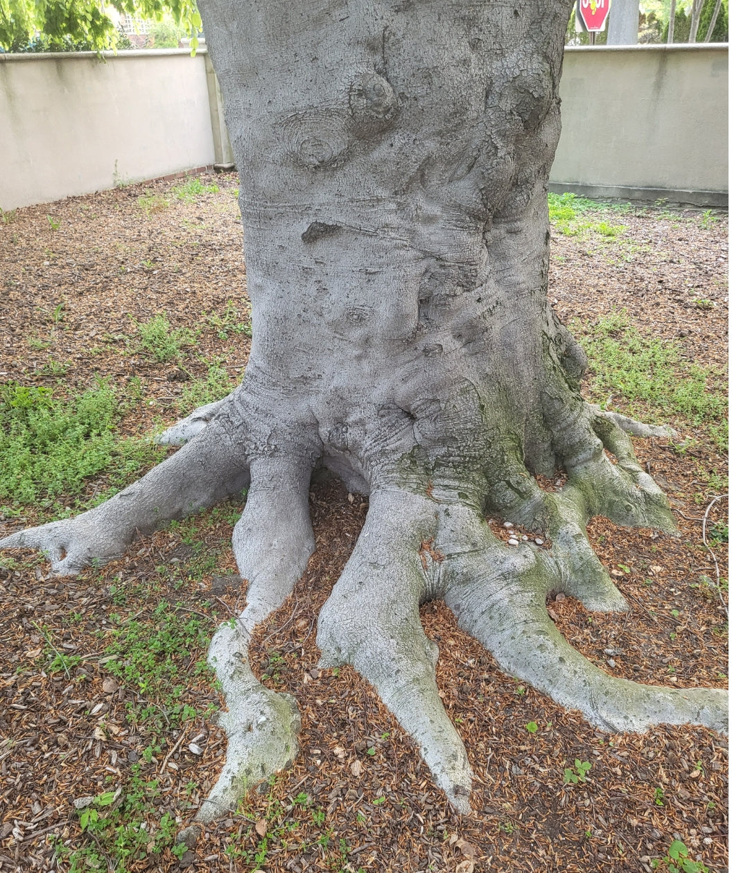Smooth trunk of an old Weeping European Beech tree