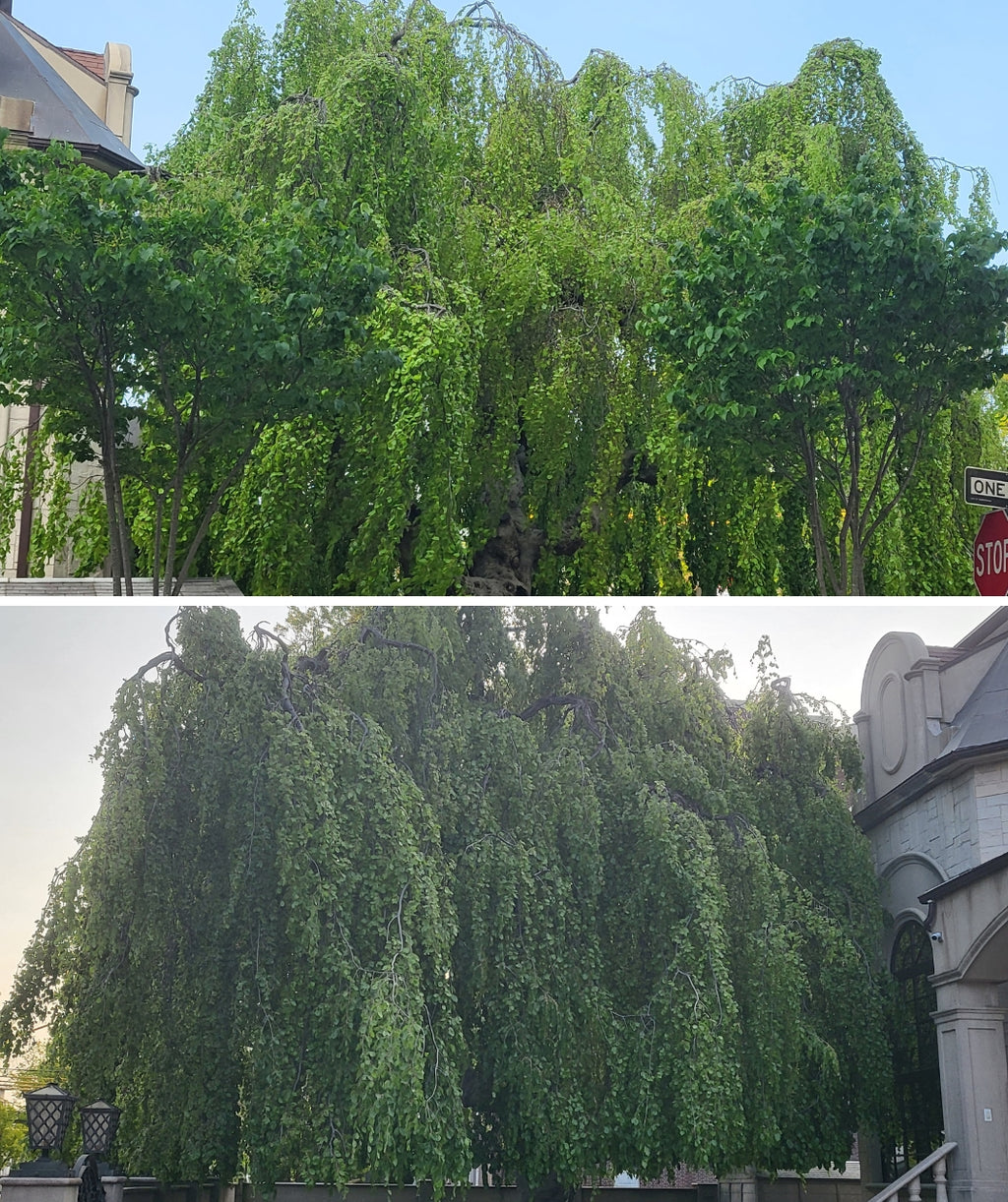 Two pictures of a 150-year old Weeping European Beech. In the top image, the beech is behind two smaller trees. In the bottom image, the beech is standing alone.