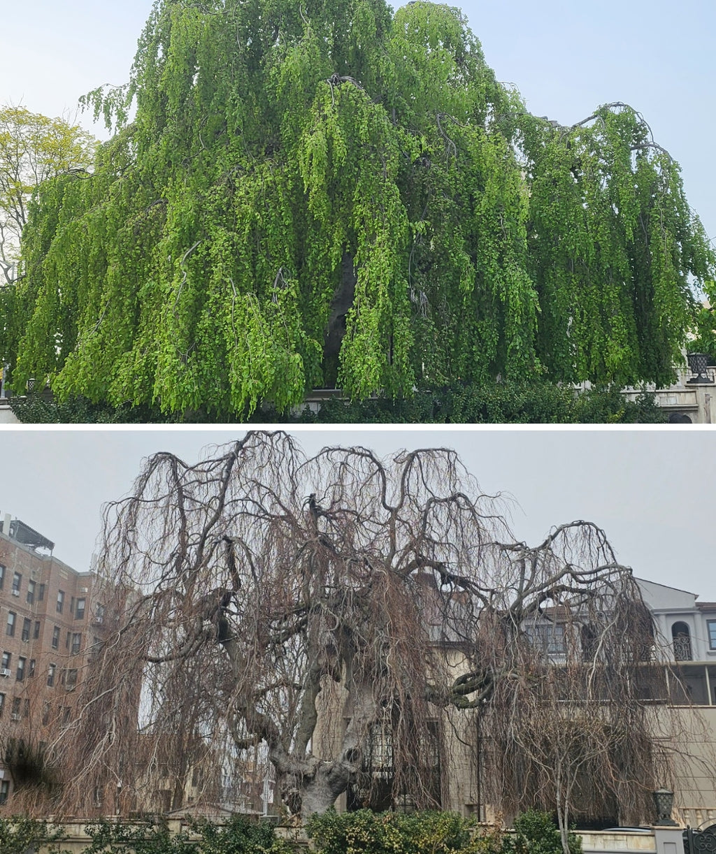 150-year old Weeping European Beech side-by-side. Picture of the canopy with leaves and without leaves.