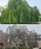 150-year old Weeping European Beech side-by-side. Picture of the canopy with leaves and without leaves.