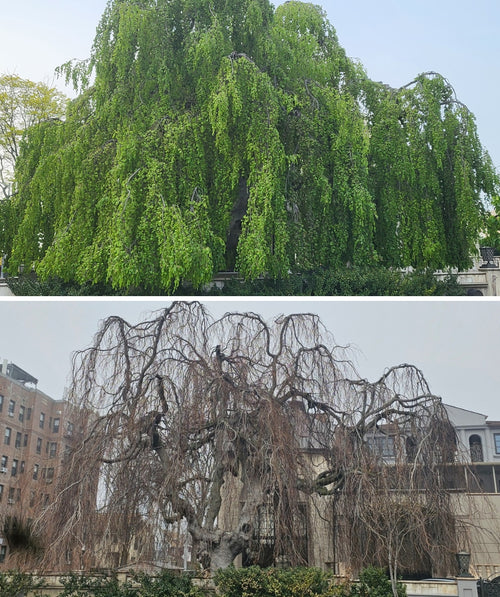 150-year old Weeping European Beech side-by-side. Picture of the canopy with leaves and without leaves.