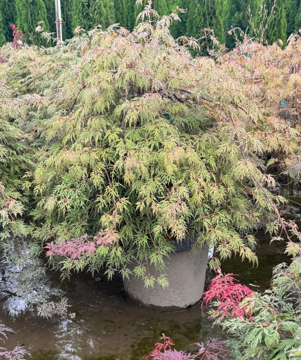 Orangeola Laceleaf Japanese Maple