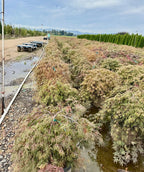 Orangeola Laceleaf Japanese Maple with cascading finely cut foliage in soft green and bronze tones at a nursery