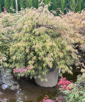 Orangeola Laceleaf Japanese Maple | Bower & Branch