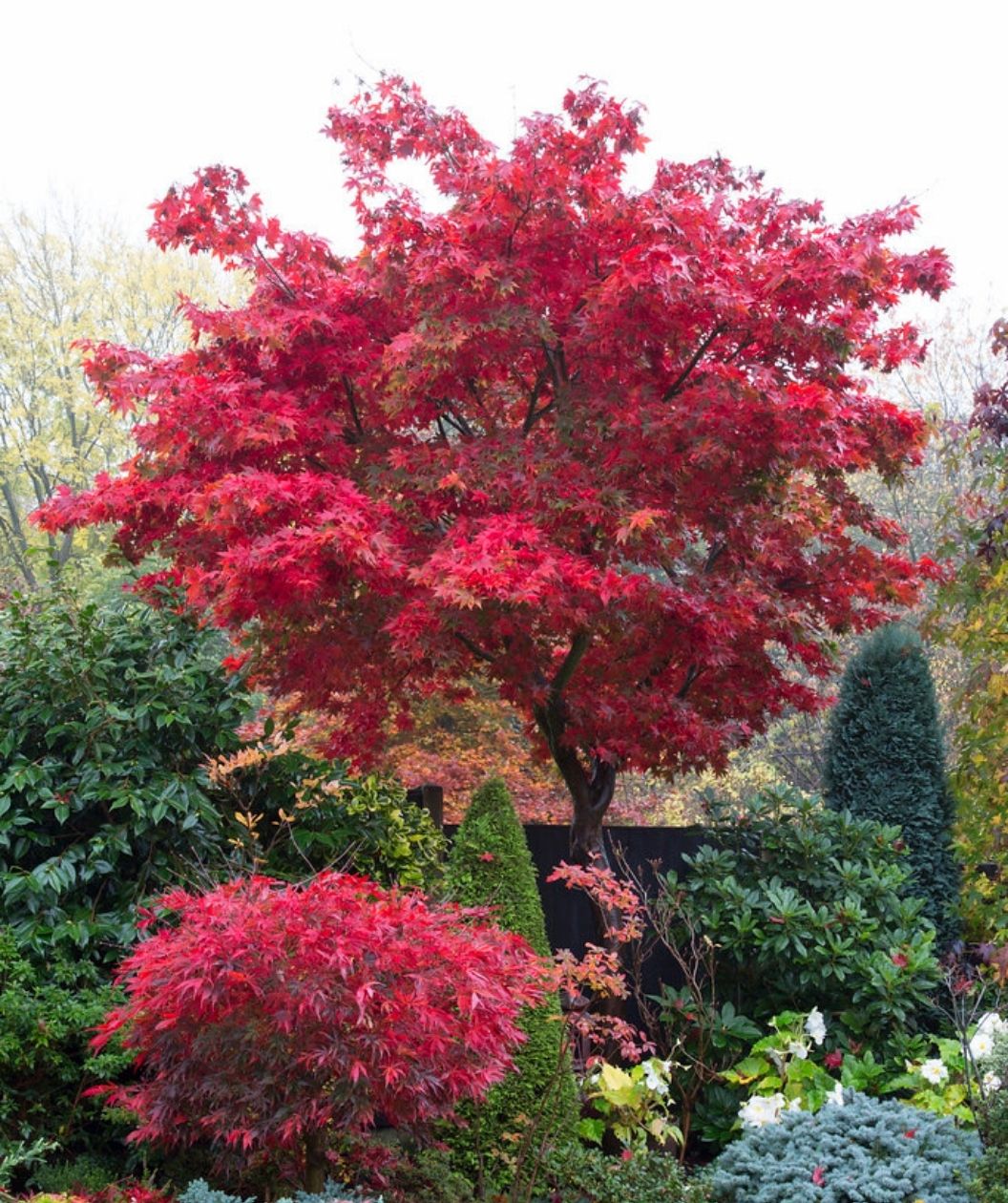Osakazuki Japanese Maple