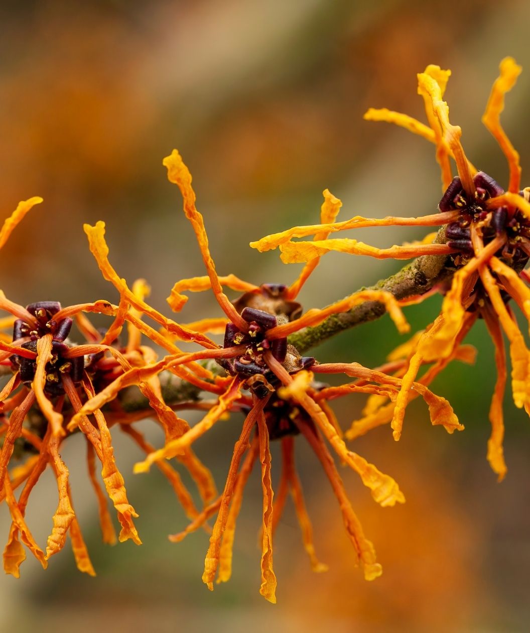 Close-up of Ozark witch hazel flowers with curly, ribbon-like golden-orange petals clustered along a woody branch against a softly blurred background.