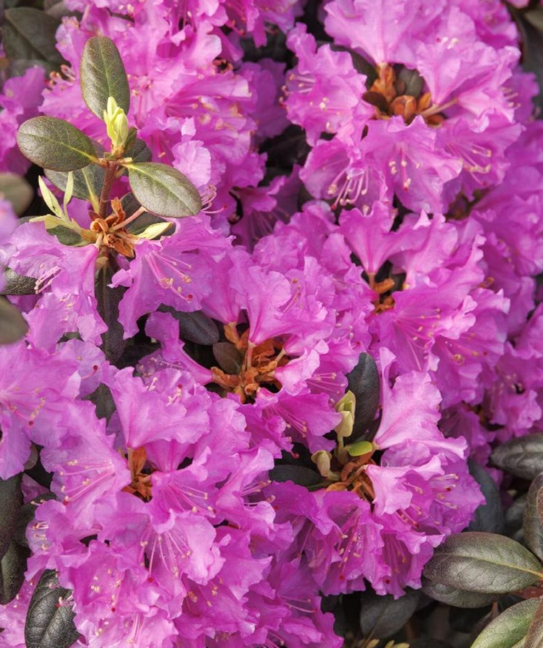 Close-up of P.J.M. rhododendron covered in bright magenta-purple blooms, with small oval evergreen leaves peeking through the flowers.