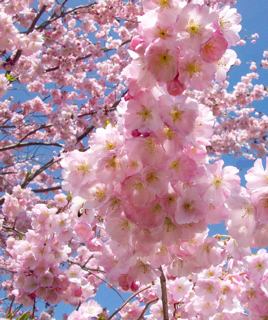 A close up of the sweet pink blooms with a yellow center hugging the branches of the Accolade Flowering Cherry against a bright blue sky.