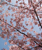 An upward view of the sweet pink blooms hugging the branches of the Accolade Flowering Cherry against a light blue sky.