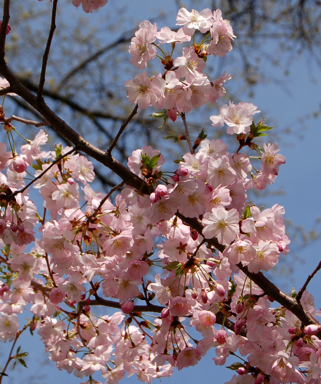 A close up of the pink blooms of the Accolade Flowering Cherry as they fade and the dark green foliage begins to emerge.