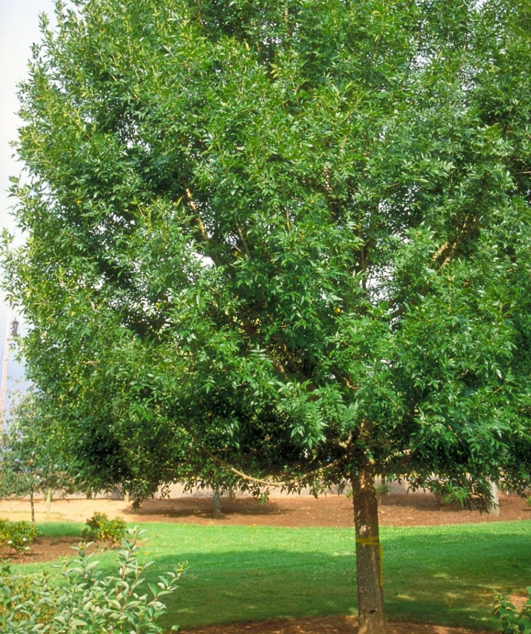 Patmore Green Ash tree with a full green canopy growing in a sunny lawn landscape