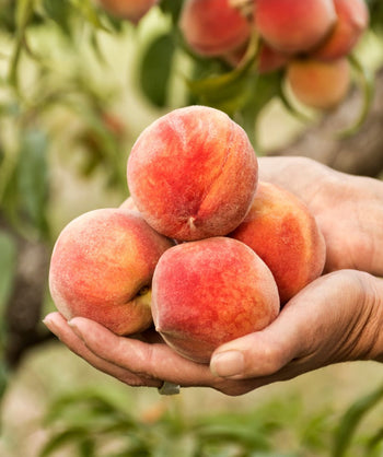 Hands holding peaches from a Peach Tree
