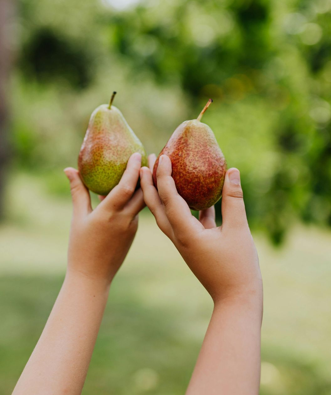 Fresh pear trees